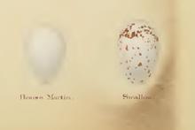 Two eggs, left is pure white, right is white with brown flecking