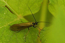 Limnephilus.auricula.jpg