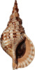 Charonia tritonis.png