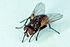 Common house fly, Musca domestica.jpg