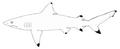 Smoothtooth blacktip shark (Carcharhinus leiodon)