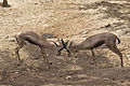 Speke's Gazelle - Gazella spekei.jpg