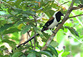 White bellied treepie Thattekad.jpg