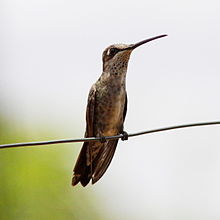 Heliomaster squamosus Stripe-breasted Starthroat (F).jpg