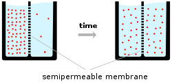 A schematic diagram of two beakers, each filled with water (light-blue) and a semipermeable membrane represented by a dashed vertical line inserted into the beaker dividing the liquid contents of the beaker into two equal portions. The left-hand beaker represents an initial state at time zero, where the number of ions (pink circles) is much higher on one side of the membrane than the other. The right-hand beaker represents the situation at a later time point, after which ions have flowed across the membrane from the high to low concentration compartment of the beaker so that the number of ions on each side of the membrane is now closer to equal.
