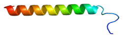 Protein SFTPC PDB 1spf.png