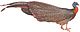 BorneanArgusThorburn white background.jpg