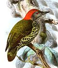 Dendropicos gabonensis Keulemans.jpg