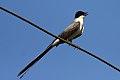 Fork-tailed Flycatcher (Tyrannus savana) (8077690142).jpg