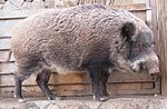 Sus scrofa leucomystax.jpg