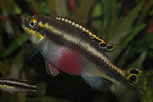Pelvicachromis pulcher (female).jpg