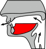 Labiaal.svg