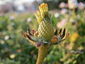 20160410Bellis perennis2.jpg