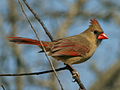 Northen Cardinal (Cardinalis cardinalis) RWD.jpg