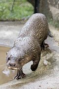 Otter from Cambodia.jpg