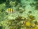 Sergeant major - Abudefduf saxatilis - Bay of Pigs - Cuba.jpg