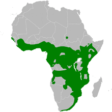 Phyllastrephus distribution map.png