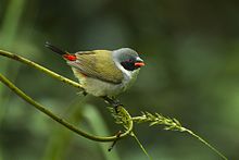 Swee Waxbill - Natal - South Africa S4E7543 (22568979507).jpg