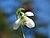 Snowdrop closeup 2005 01.jpg