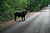 Water Buffalo at Fogg Dam (1).jpg