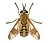 Chrysops relicta f.jpg