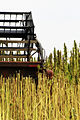 USO-xx and Zolotoniski-xx hemp strains 007.jpg