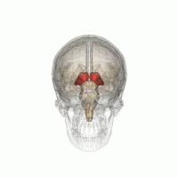 360 rotation of Thalamus