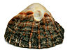 False Limpet Shell Macro Digon3.jpg