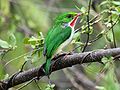 Puerto Rican Tody (Todus mexicanus) RWD.jpg
