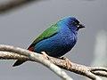 Tricoloured Parrot Finch RWD2.jpg