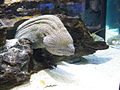 Two Oceans Aquarium04.jpg