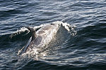Risso's Dolphin.jpg