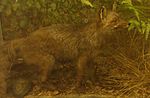 Vulpes alpherakyi.jpg