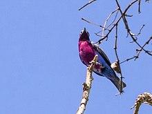 Cotinga cotinga - Purple-breasted Cotinga (male); Carajás National Forest, Pará, Brazil.jpg