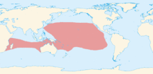 Redtailedtropicbirdrge.png