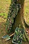 Kalettes stem and indivisual.jpg