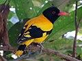 Black-hooded Oriole - Sri Lanka - 02.jpg