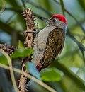 Grey Woodpecker ...Gambia (33190095995), crop.jpg