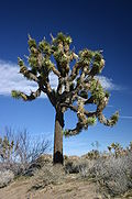 Joshua Tree in Joshua Tree National Park.jpg
