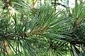 Pinus sylvestris var mongolica kz01.jpg