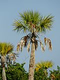 Sabal palmetto (habitus).jpg