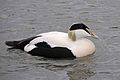 Somateria mollissima -WWT Slimbridge, Gloucestershire, England -male-8a.jpg