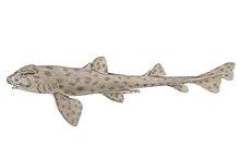 Cestracion pantherinus.jpg