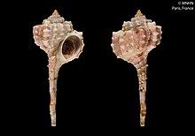 Haustellum bengalensis (MNHN-IM-2000-28444).jpeg