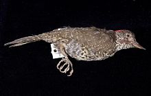 Naturalis Biodiversity Center - ZMA.AVES.3046 - Campethera notata Lichtenstein, M.H.K., 1823 - Picidae - skin specimen.jpeg