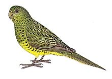 Pezoporus occidentalis.jpg