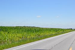 Cornfield southeast of Ottoville