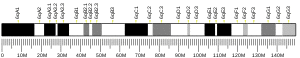 Chromosome 6 (mouse)