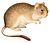 Octodontomys gliroides 1847 -white background.jpg