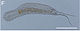 Polymerurus nodicaudus.jpg